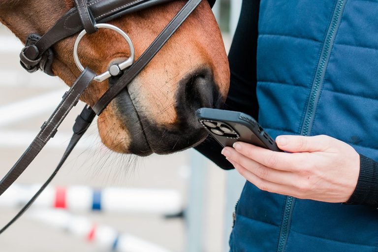 facebook-scammers-horse